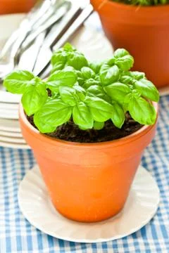 Basil growing in earthenware pot in kitchen Foto stock
