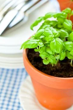 Basil growing in earthenware pot in kitchen Foto stock