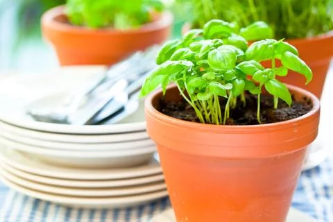 Basil growing in earthenware pot in kitchen 스톡 사진
