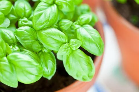 Basil growing in earthenware pot in kitchen Foto stock