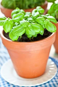 Basil growing in earthenware pot in kitchen Stock-Fotos