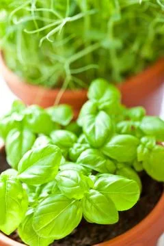 Basil growing in earthenware pot in kitchen Foto stock