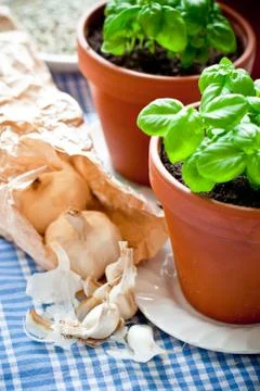 Basil growing in earthenware pot in kitchen Stock-Fotos