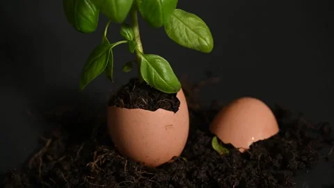 Basil growing out from broken eggshell Stock Footage 322031444