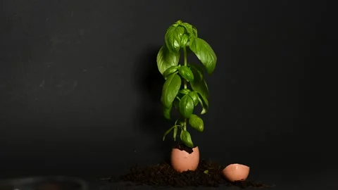 Basil growing out from broken eggshell Stock Footage 322031453
