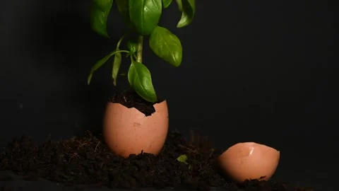 Basil growing out from broken eggshell Stock Footage 322031459