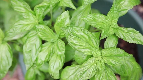 Basil growing in a pot Stock Footage 83489603