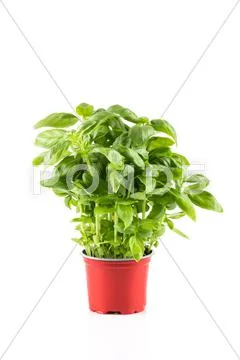 Basil growing in a pot Stock Photos