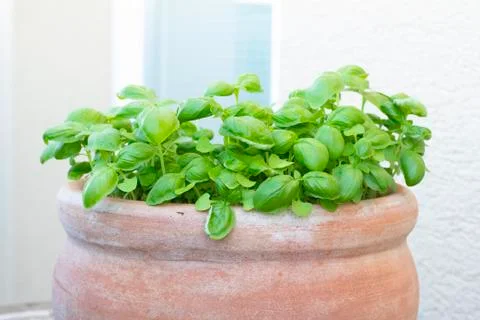 Basil growing in pot Stock Photos