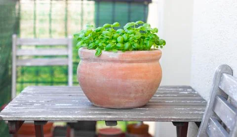 Basil growing in pot Stock Photos