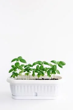 Basil growing in a pot Stock Photos