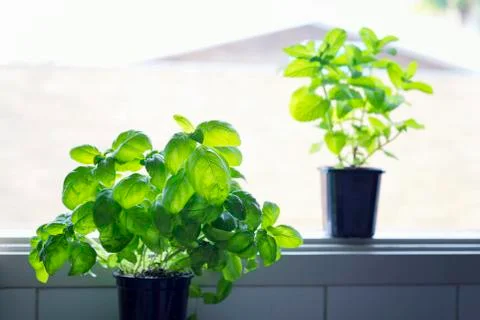 Basil growing in the pot on window. Stock Photos