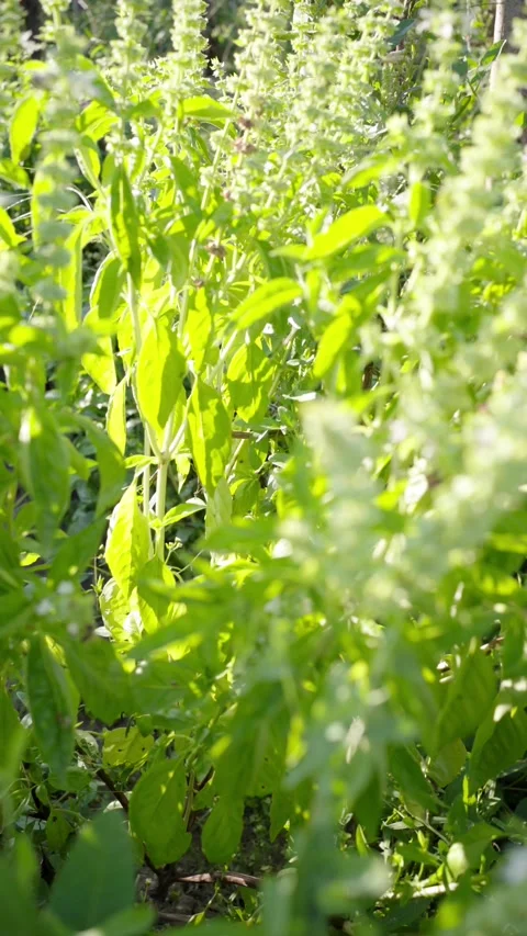 Basil grows in the garden. 스톡 동영상 249752245