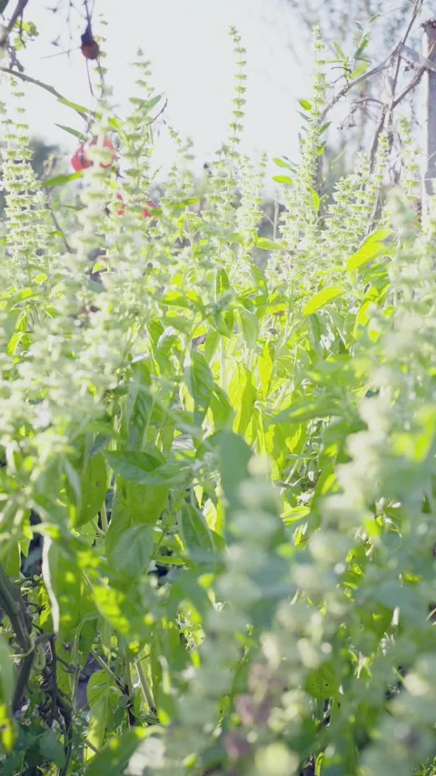 Basil grows in the garden. 스톡 동영상 249752251