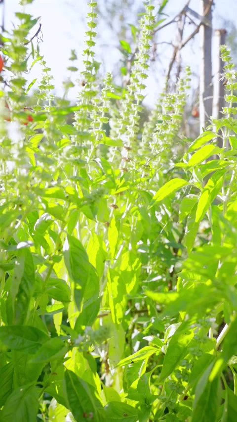 Basil grows in the garden. 스톡 동영상 249752253