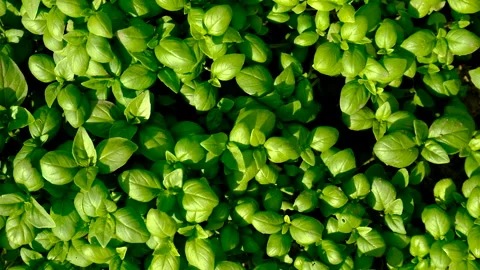 Basil grows in the garden. Selective focus. Stock Footage 257010064