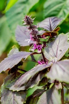 Basil grows Foto stock