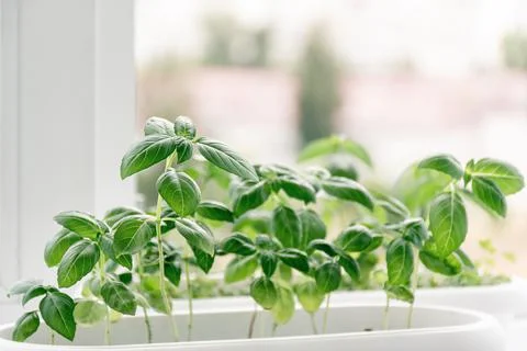 Basil grows on windowsill in apartment Stock Photos