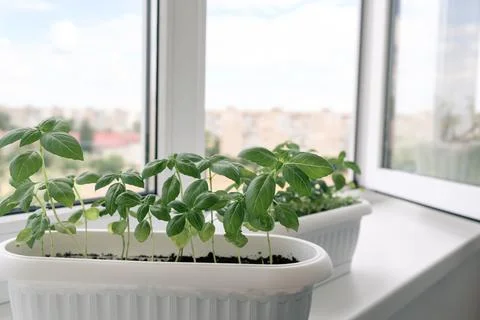Basil grows on windowsill in apartment Stock Photos