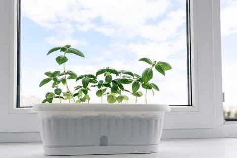 Basil grows on the windowsill at home Foto stock