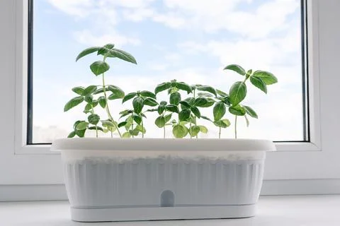 Basil grows on windowsill at home Stock Photos