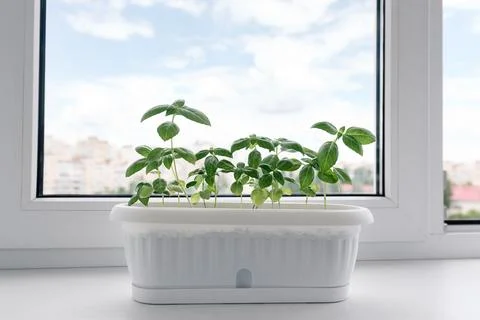 Basil grows on windowsill at home Stock Photos