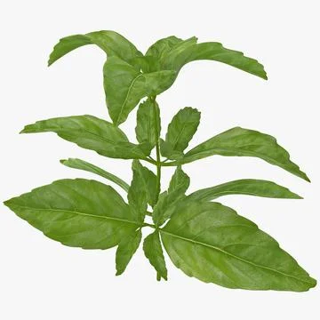 Basil Herb 3D Model Download 89228824 Pond5