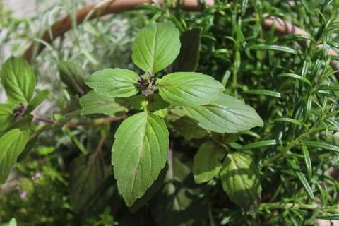 Basil in a herb basket Stock Photos
