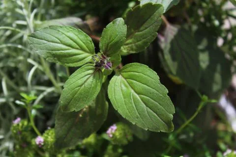 Basil in a herb basket Stock Photos