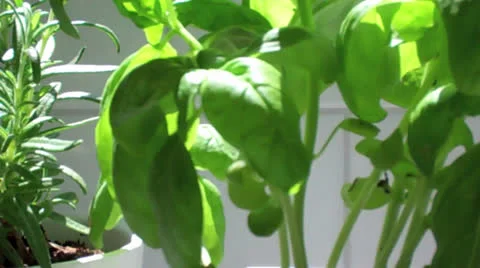 Basil Herb Stock Footage 25235117