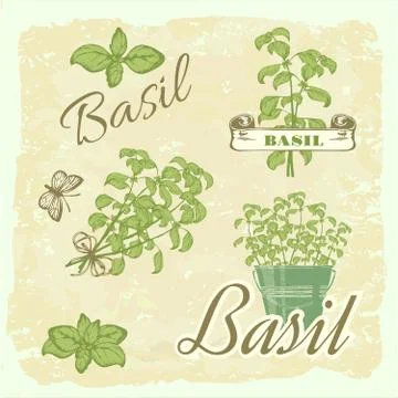 Basil, herb Stock Illustration