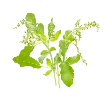 Basil herb leaf an isolated on white background Stock Photos