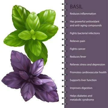 Basil herb leaves infographic, vector illustration Stock Illustration