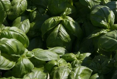 Basil herb Stock Photos
