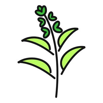 Basil herb plant icon vector illustration Stock Illustration