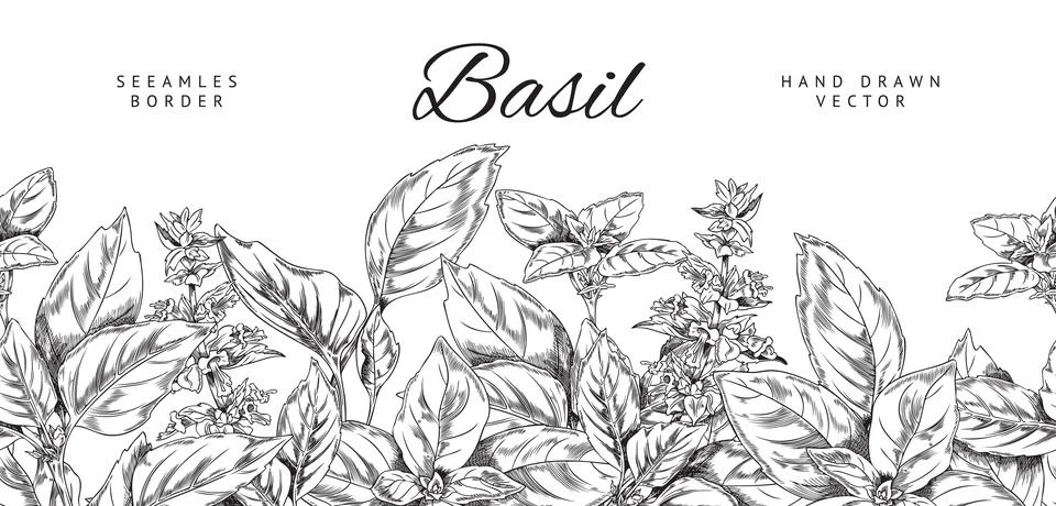 Basil herb seamless border, hand drawn sketch vector illustration on white Stock Illustration