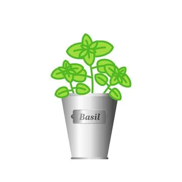 Basil herb in silver metallic pot. Isolated on white background. Stock Illustration