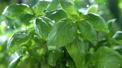 Basil Herb Watered with Rain in Macro and Slow Motion 1000 FPS Stock Footage 159658819