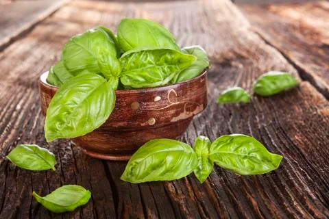 Basil herbs. Stock Photos