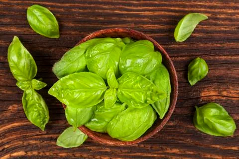 Basil herbs. Stock Photos