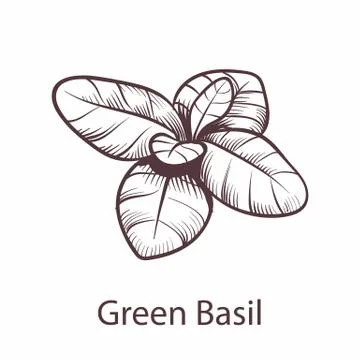 Basil icon. Botanical hand drawn sketch for labels and packages restaurant or Illustrazione stock