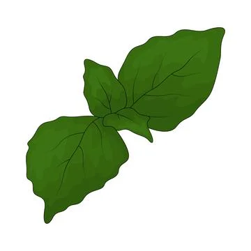Basil illustration Illustrazione stock