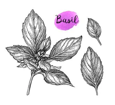 Basil ink sketch Stock Illustration
