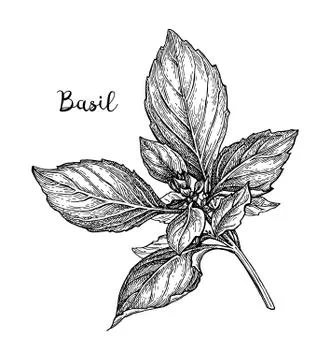 Basil ink sketch Stock Illustration