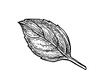 Basil ink sketch Stock-Illustration