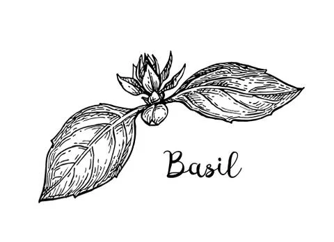 Basil ink sketch Stock Illustration