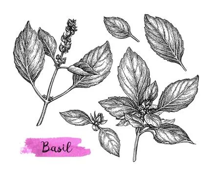 Basil ink sketch Stock Illustration