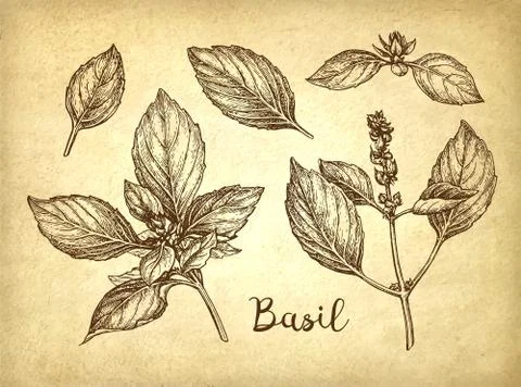 Basil ink sketch Illustrazione stock