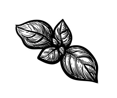 Basil ink sketch. Stock Illustration