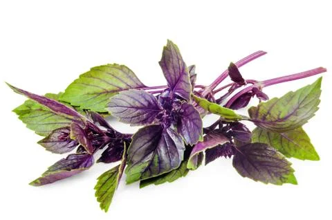 Basil isolated Stock Photos